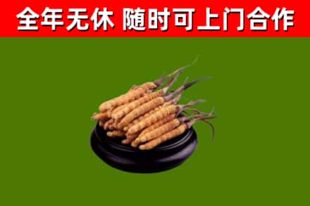 肇庆市烟酒回收冬虫夏草.jpg